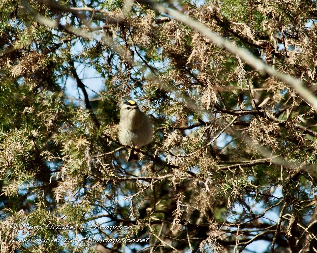 Golden Crowned Kinglet by NaturalMary63 is licensed under CC BY 2.0.